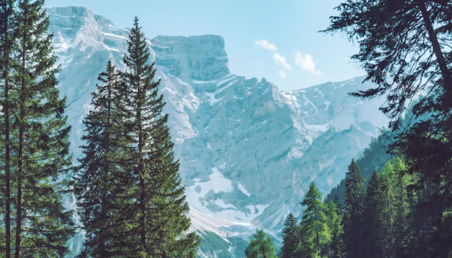 landscape view of alps mountains peak fir tree on background rocks with snow
